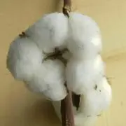 coton 注文お休み中の画像