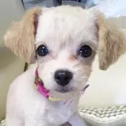 リリー❤︎
