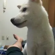 tgzの画像