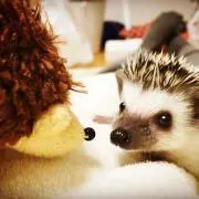 なっつの画像