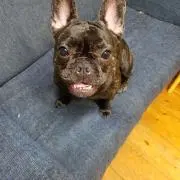 たんたかたん
