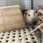 まろの画像