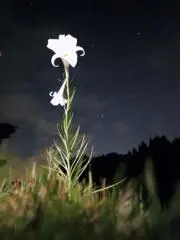 adyの画像