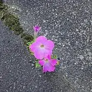 トミー