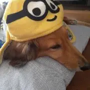 MIMI
