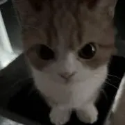 niuの画像