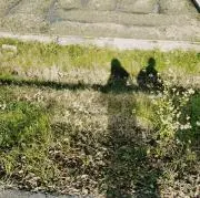 Sの画像