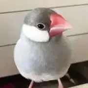 みーまーの画像