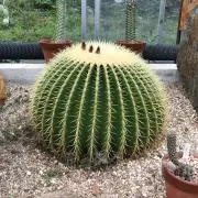 negos