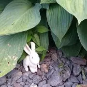 さくら