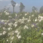 みーの画像