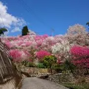 kahoの画像