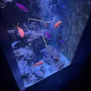 ちく
