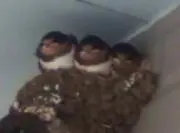 サーモン刺身の画像