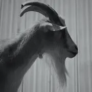 ノアの画像