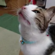琳大好き❤️の画像
