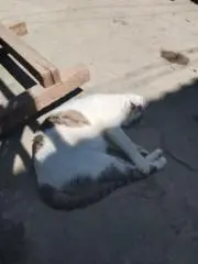 ジェリン