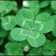 ✳︎clover✳︎の画像