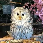 花車　プロフ必須‼‼