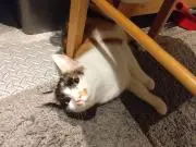 めんたいこ【出品停止中です】の画像