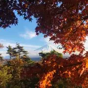 Molaの画像