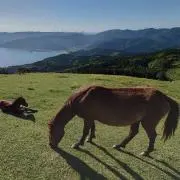 麦踏みの画像
