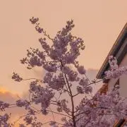 nono❤︎の画像