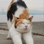 MIKENEKO