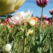 はちの画像