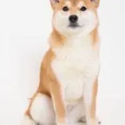 れーの画像
