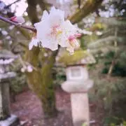 メイメイの画像