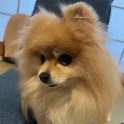 モコ