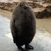 rokomaの画像