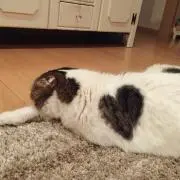 もちの画像