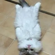 satohの画像