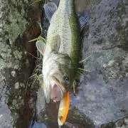 たいりょう