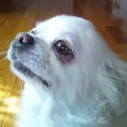 ちー。の画像