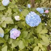 saiの画像