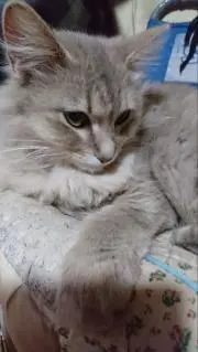 メロン