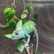 S☆chI☆の画像