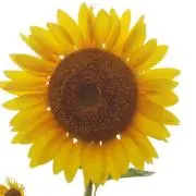 ともやんの画像