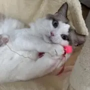 Amaの画像