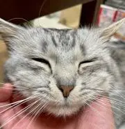 猫丸子の画像