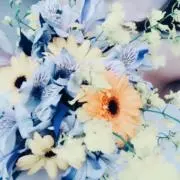 Mayoの画像