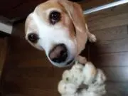 KRS ^ᴥ^の画像