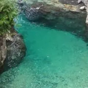 シュリンプ