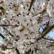 Vellの画像
