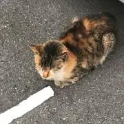 らぶの画像