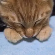 ワワの画像