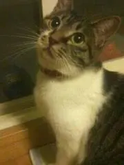 しじみのママの画像
